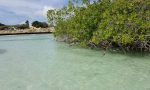 Mangel Halto - Aruba