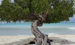 Iconic Aruban Divi tree at Eagle Beach | Árvore divi-divi, símbolo de Aruba