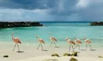 Flamingo Beach | Praia - Aruba